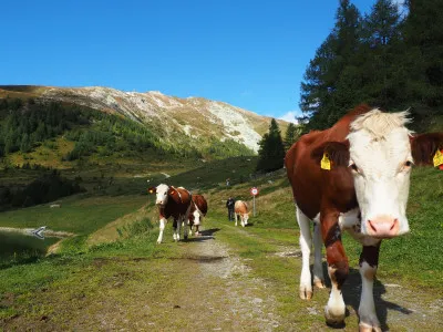 Dlouhosrsté krávy jsou oblíbenou atrakcí turistů.